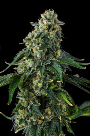 Presidential Pardon feminized cannabis seeds (JFK x Eye Candy) by Compound Genetics