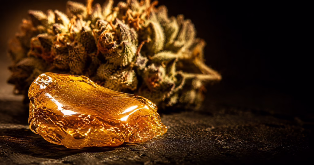 Fresh-pressed solventless rosin beside the trichome-heavy cannabis flower it was pressed from
