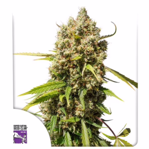 Auto Elephant Seeds - Super Sativa Seed Club