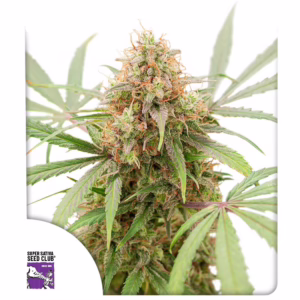 Auto AK Triple Haze Seeds - Super Sativa Seed Club