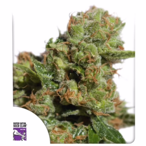 Auto Bruce Lemon Diesel Seeds - Super Sativa Seed Club