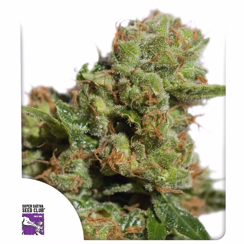 Auto Bruce Lemon Diesel Seeds - Super Sativa Seed Club