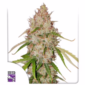 Auto Creeper Seeds - Super Sativa Seed Club