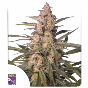 Auto Northern Dragon Fuel Seeds - Super Sativa Seed Club