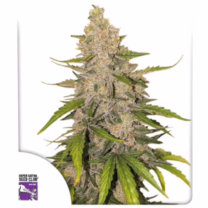 Auto Purple OG Punch Seeds - Super Sativa Seed Club