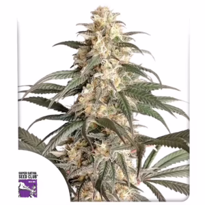 Black Lebanon Seeds - Super Sativa Seed Club