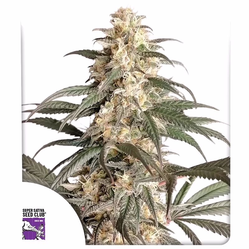 Black Lebanon Seeds - Super Sativa Seed Club