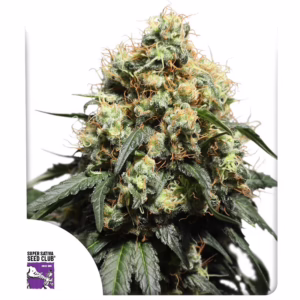 Bruce Lemon Diesel Seeds - Super Sativa Seed Club