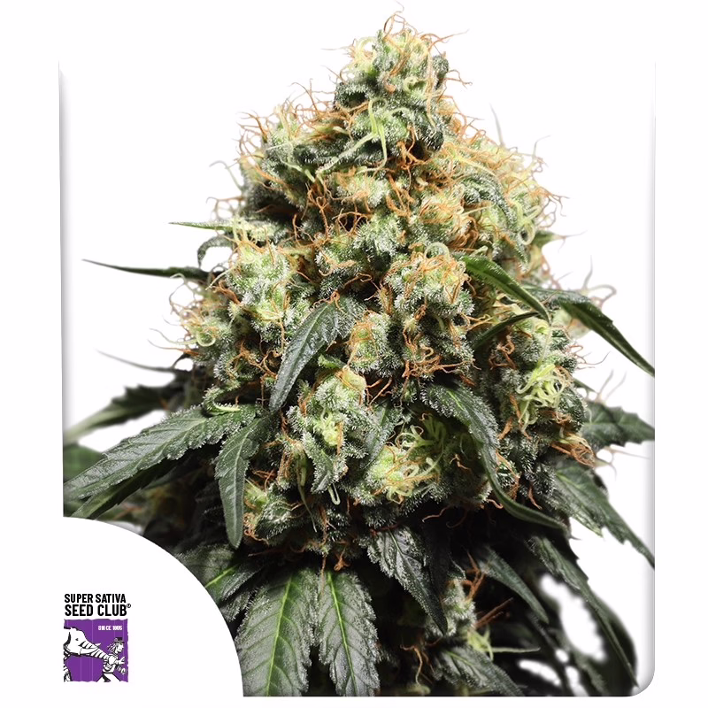 Bruce Lemon Diesel Seeds - Super Sativa Seed Club