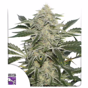 Creamy Kees Regular Seeds - Super Sativa Seed Club