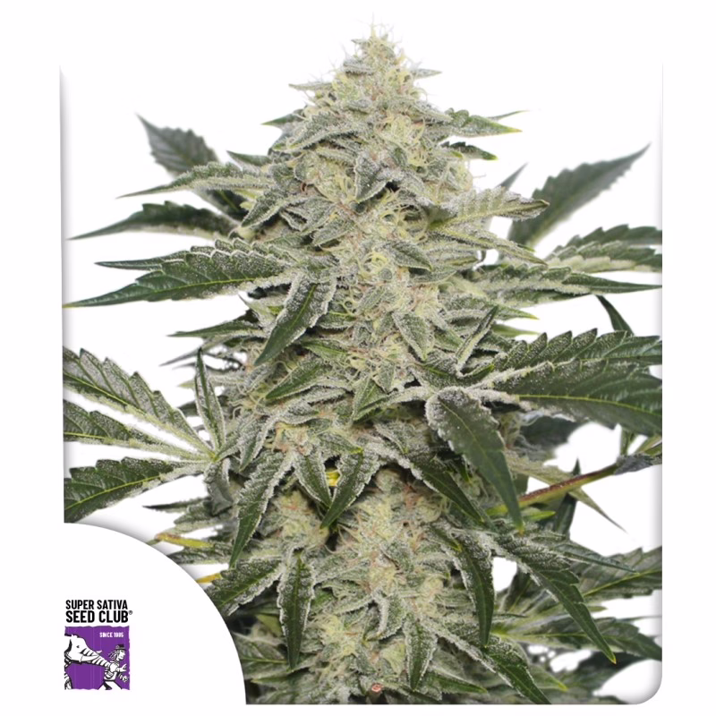Creamy Kees Regular Seeds - Super Sativa Seed Club