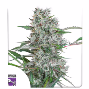 Creeper Regular Seeds - Super Sativa Seed Club
