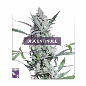 Auto Fat Pete’s Cookies Seeds - Super Sativa Seed Club