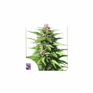 Friesland Regular Seeds - Super Sativa Seed Club