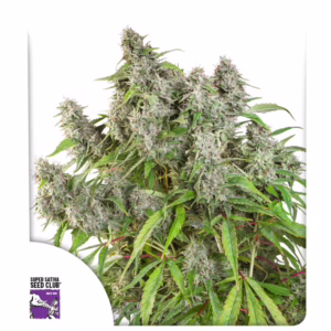 Frosty Friday Regular Seeds - Super Sativa Seed Club