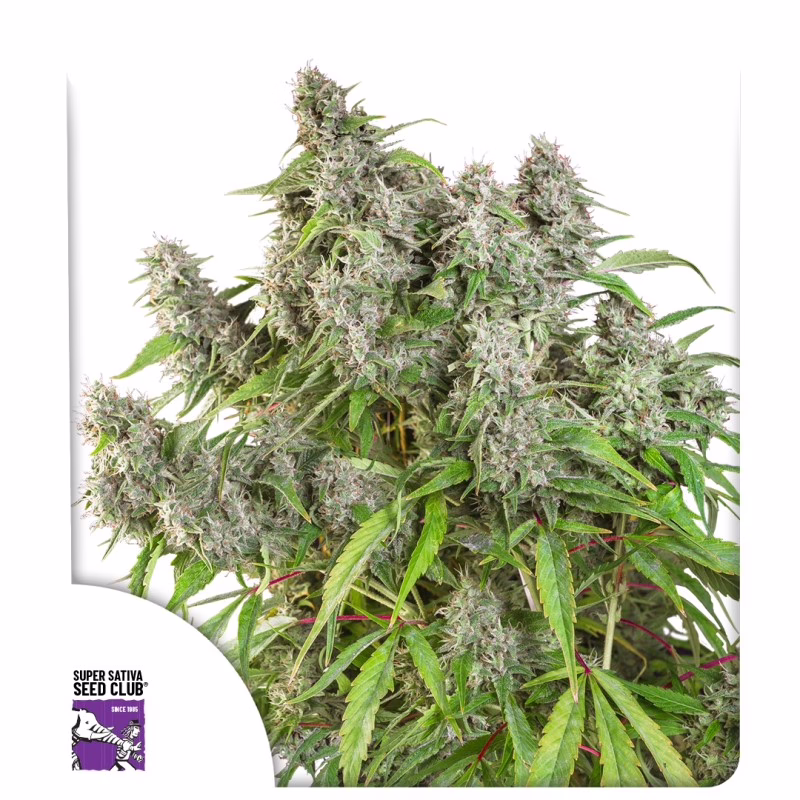 Frosty Friday Regular Seeds - Super Sativa Seed Club
