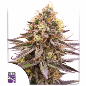 Gorilla Super Glue Seeds - Super Sativa Seed Club