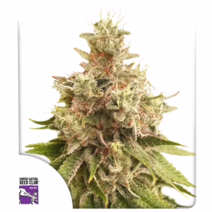 Golden Apple Haze Regular Seeds - Super Sativa Seed Club