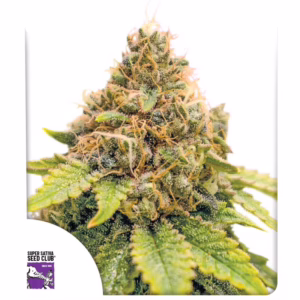 Karel’s Dank Regular Seeds - Super Sativa Seed Club