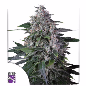 Karel’s Haze Regular Seeds - Super Sativa Seed Club