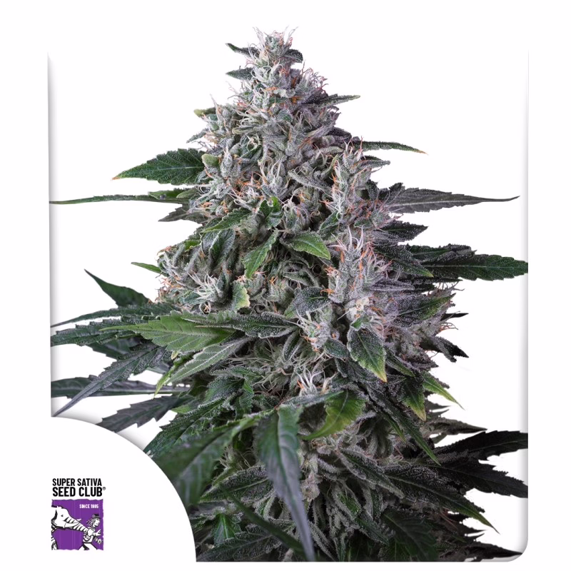 Karel’s Haze Regular Seeds - Super Sativa Seed Club