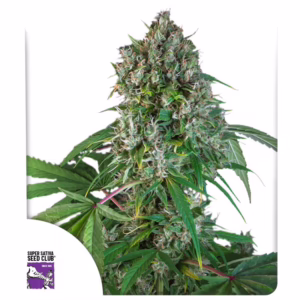 Karel’s Herer Haze Seeds - Super Sativa Seed Club