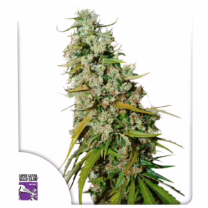 Kees’ Old School Haze Regular Seeds - Super Sativa Seed Club