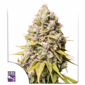 Kosher Haze Seeds - Super Sativa Seed Club