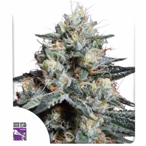 Lava Freeze Seeds - Super Sativa Seed Club