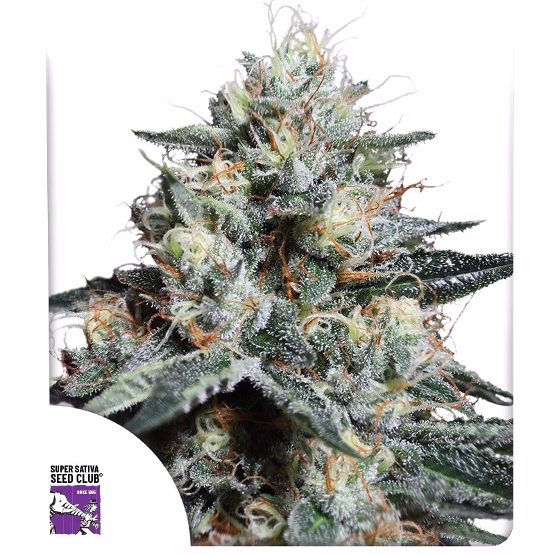 Lava Freeze Seeds - Super Sativa Seed Club