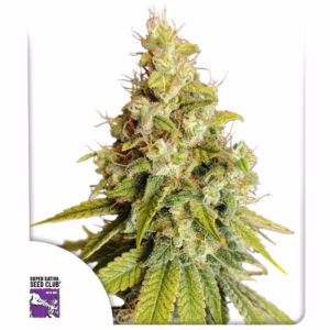 Lemon OG Seeds - Super Sativa Seed Club
