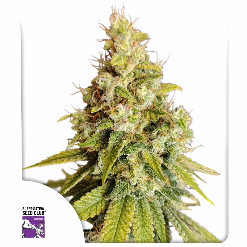 Lemon OG Seeds - Super Sativa Seed Club