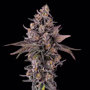 Dirty Laundry feminized cannabis seeds by Maven Genetics - frosty purple cola