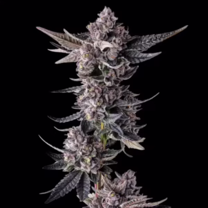 Lipstain feminized cannabis seeds by Maven Genetics - dense candy-fruit cola