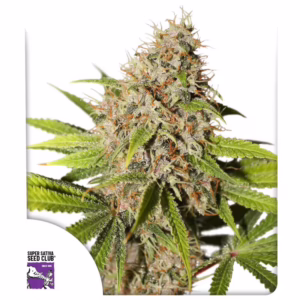 Pineapple Poison Seeds - Super Sativa Seed Club