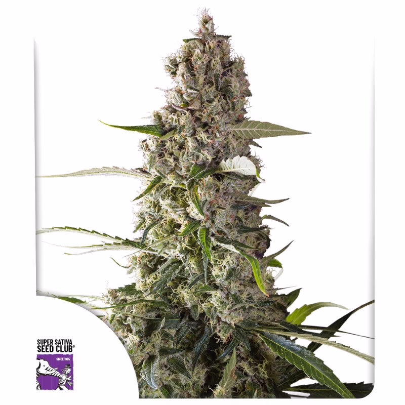 Prima Holandica Regular Seeds - Super Sativa Seed Club