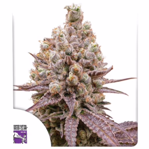 Purple OG Punch Seeds - Super Sativa Seed Club