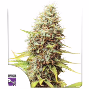 Sour Tangie Dawg Regular Seeds - Super Sativa Seed Club