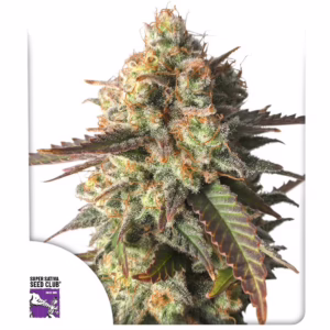 Strawberry Chemdawg OG Seeds - Super Sativa Seed Club