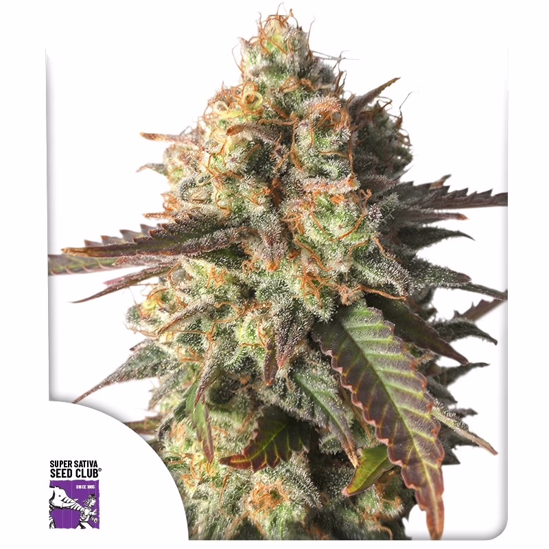 Strawberry Chemdawg OG Seeds - Super Sativa Seed Club