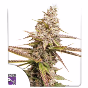 Strawberry Cookies Seeds - Super Sativa Seed Club