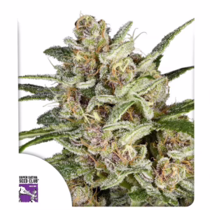 Super Mad Sky Floater Seeds - Super Sativa Seed Club