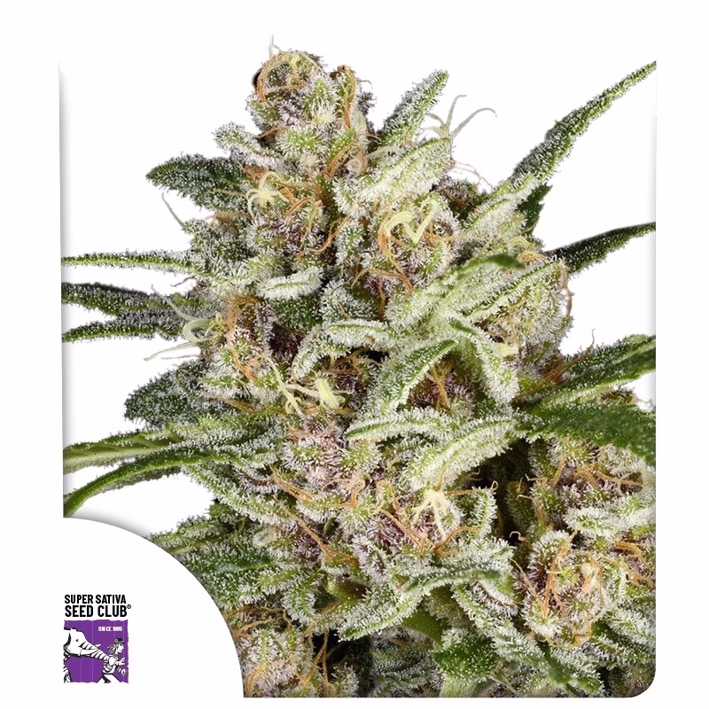 Super Mad Sky Floater Seeds - Super Sativa Seed Club