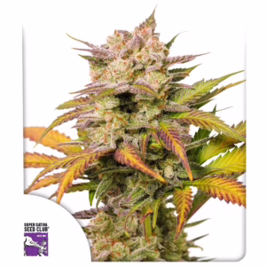 Auto Sweet Bourbon Kush Seeds - Super Sativa Seed Club