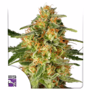 TNT Trichome Seeds - Super Sativa Seed Club