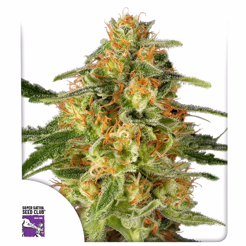TNT Trichome Seeds - Super Sativa Seed Club