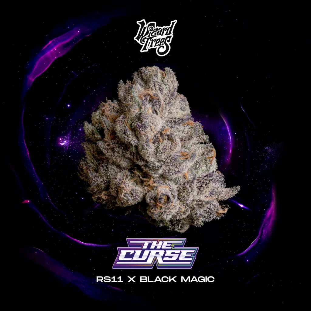 The Curse feminized cannabis seeds by Wizard Trees, RS-11 x Black Magic, Black Magic Collection