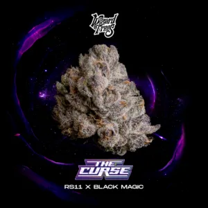 The Curse feminized cannabis seeds by Wizard Trees, RS-11 x Black Magic, Black Magic Collection