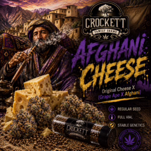 Afghani Cheese regular cannabis seeds from Crockett Family Farms