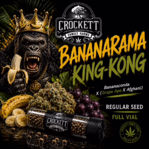 Bananarama King-Kong regular cannabis seeds from Crockett Family Farms